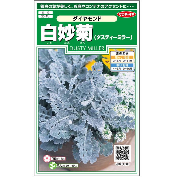 白妙菊＿ダイヤモンド　春秋兼用