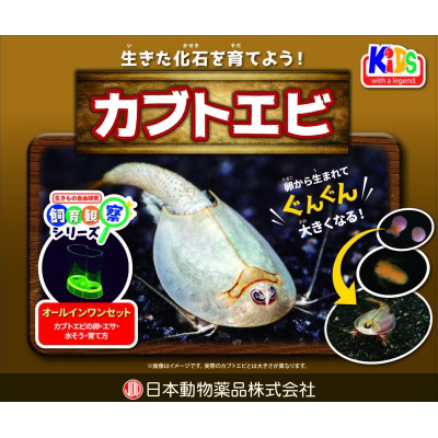 飼育観察セット　カブトエビ　１個