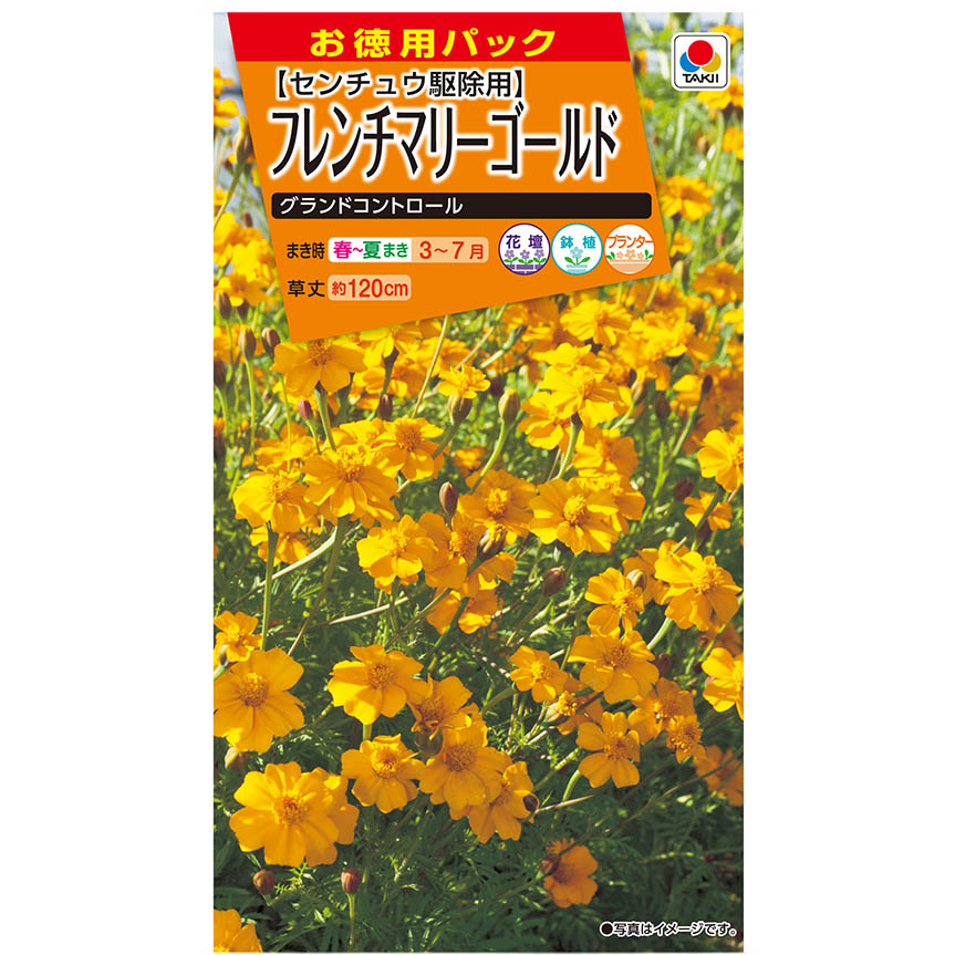 徳用フレンチマリーゴールド グランドコントロール　春まき