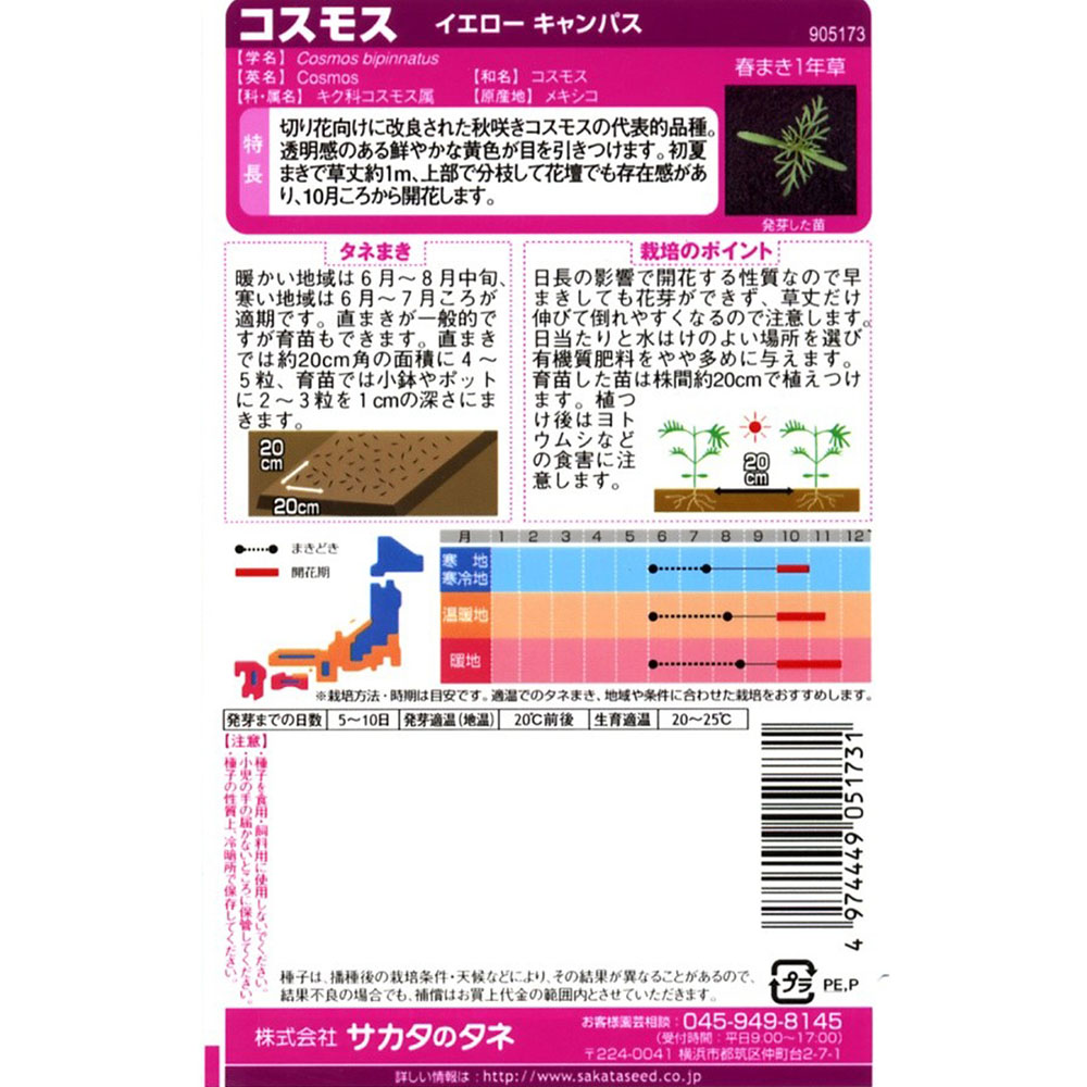 コスモス_イエロー キャンパス　春秋兼用