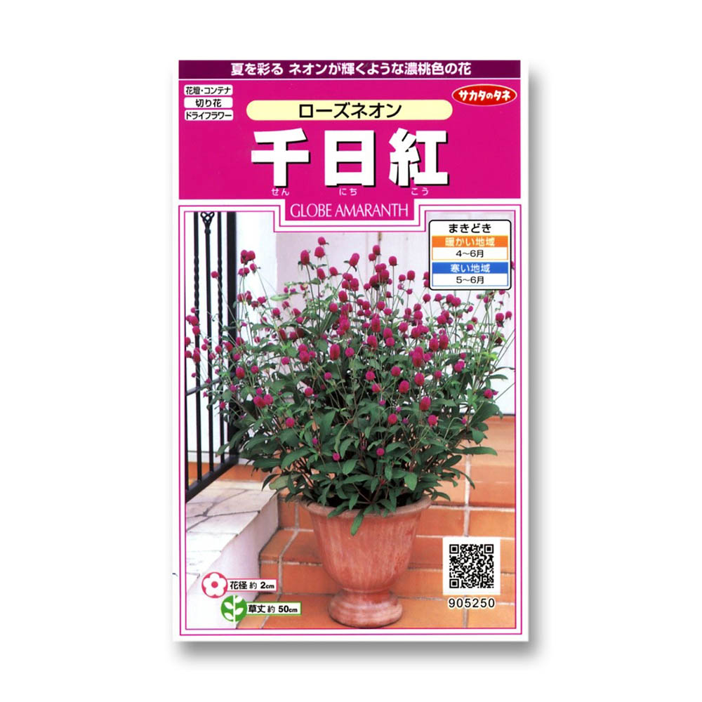 千日紅_ローズネオン　春秋兼用