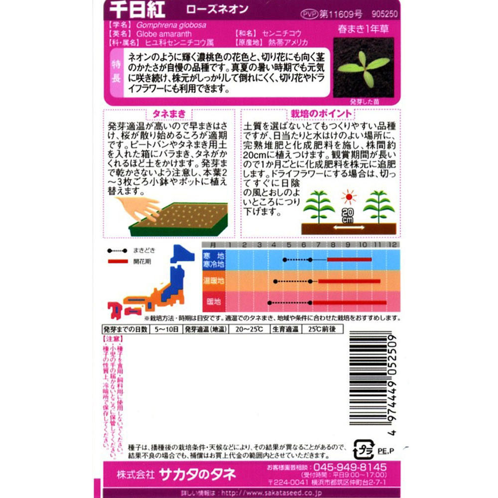 千日紅_ローズネオン　春秋兼用