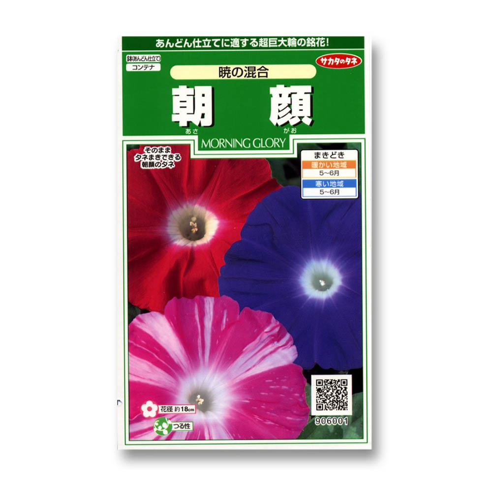 朝顔_暁の混合　春秋兼用