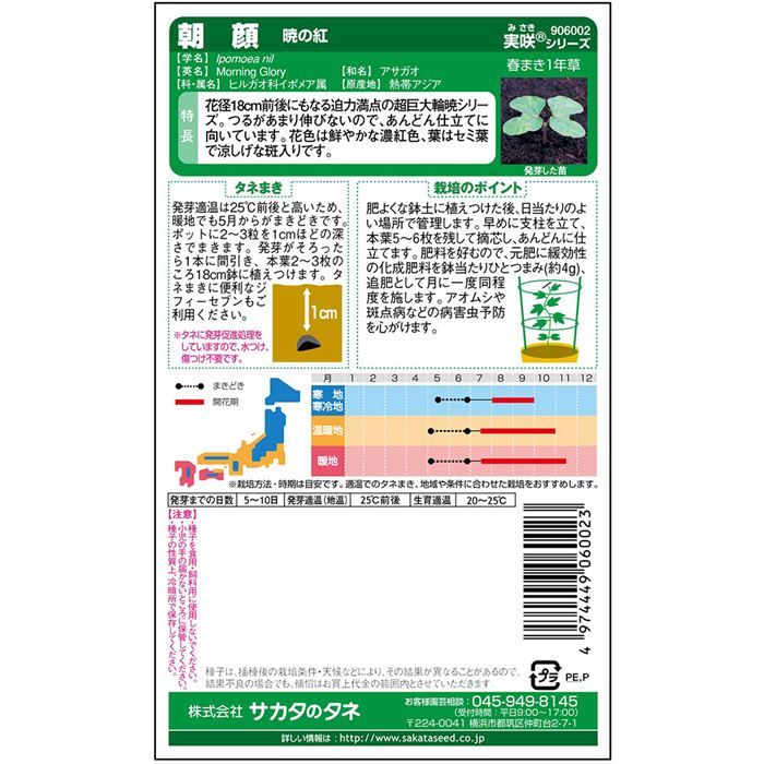 朝顔＿暁の紅　春秋兼用