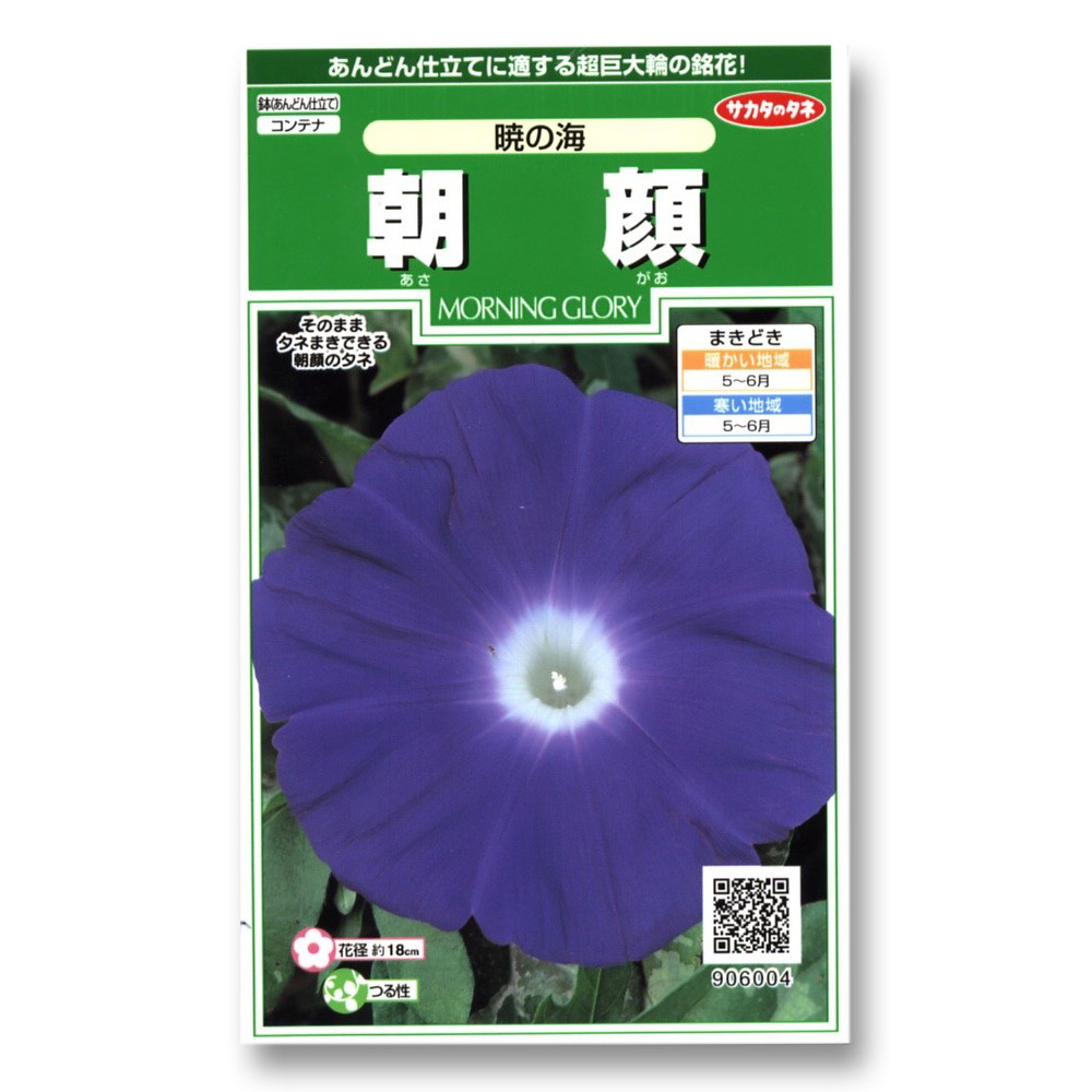 朝顔_暁の海　春秋兼用