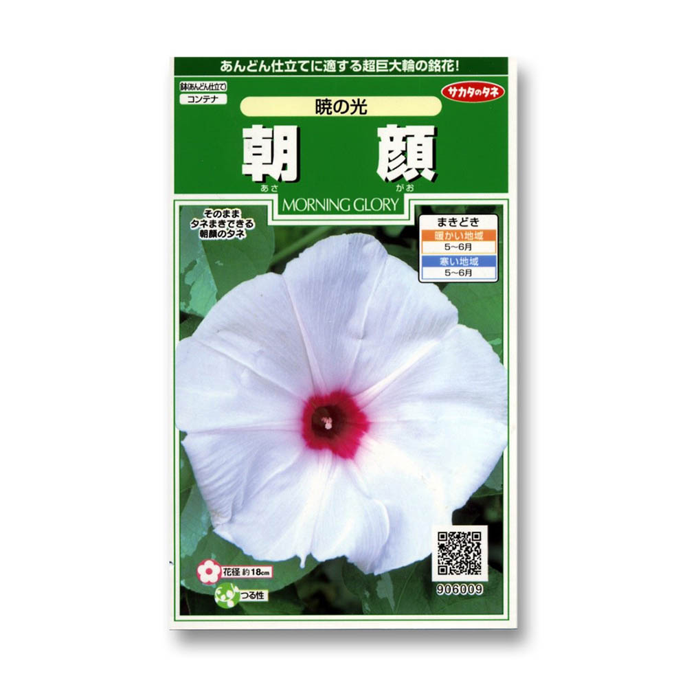 朝顔_暁の光　春秋兼用