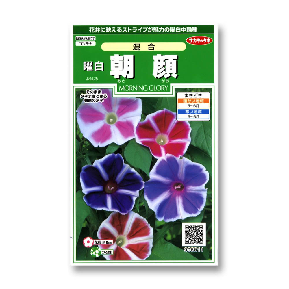 曜白朝顔_混合　春秋兼用