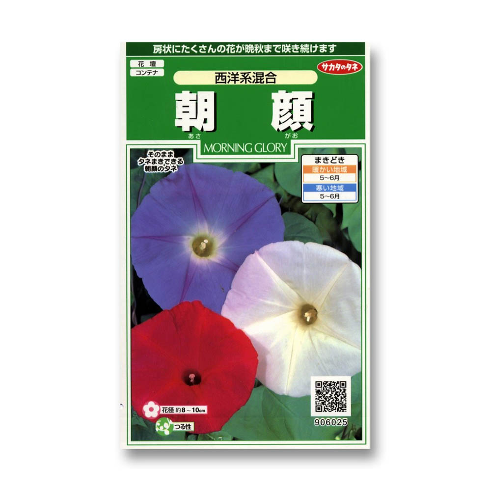 朝顔_西洋系混合　春秋兼用
