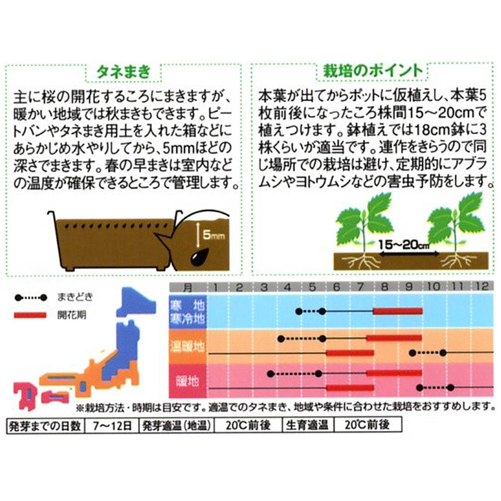 アスター_松本 混合　春秋兼用