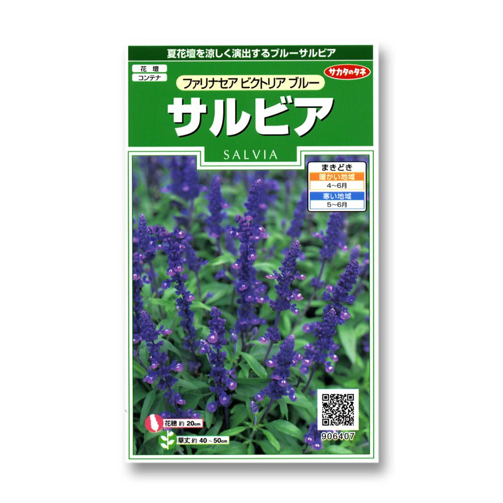 サルビア_ファリナセアビクトリアブルー　春秋兼用