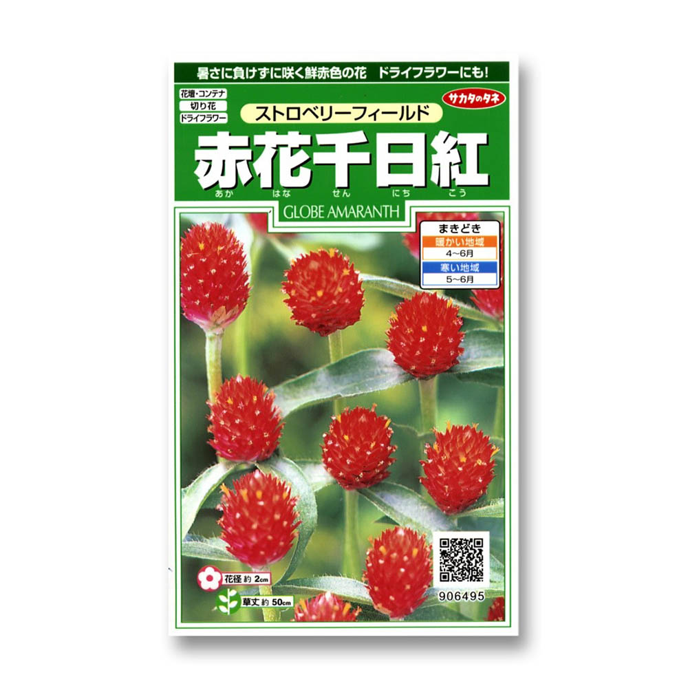 千日紅_ストロベリーフィールド　春秋兼用