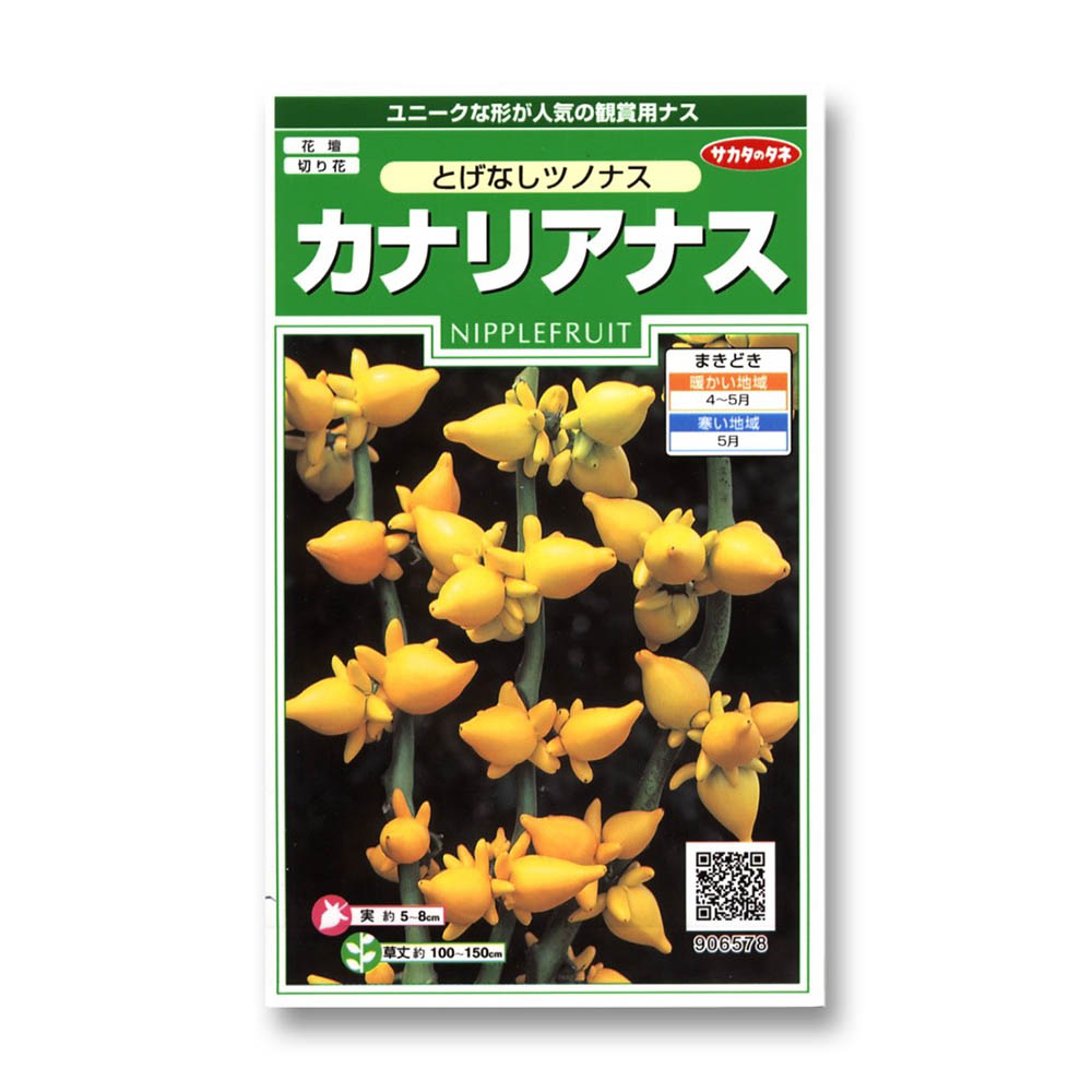 カナリアナス_とげなしつのなす　春秋兼用
