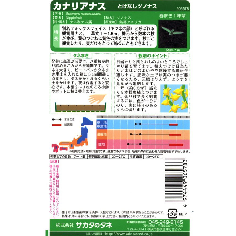 カナリアナス_とげなしつのなす　春秋兼用