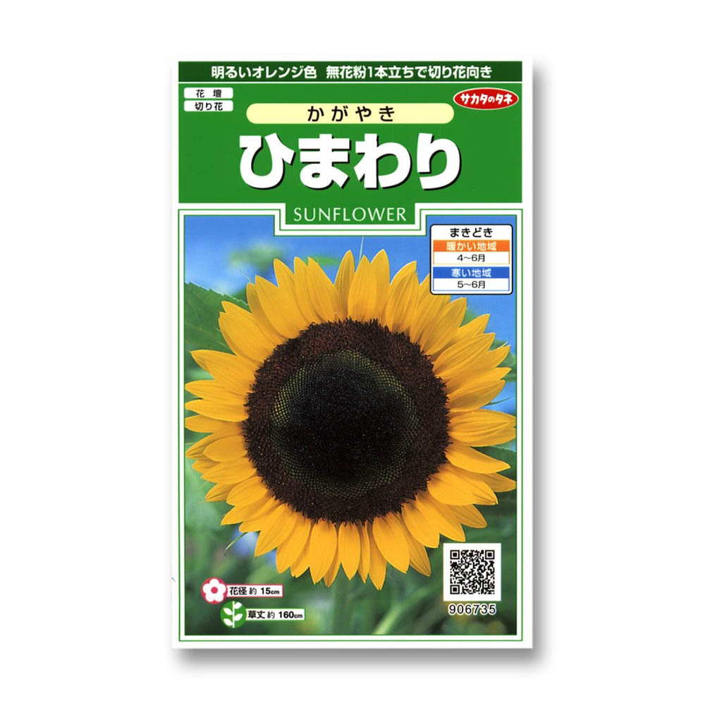 ひまわり_かがやき　春秋兼用