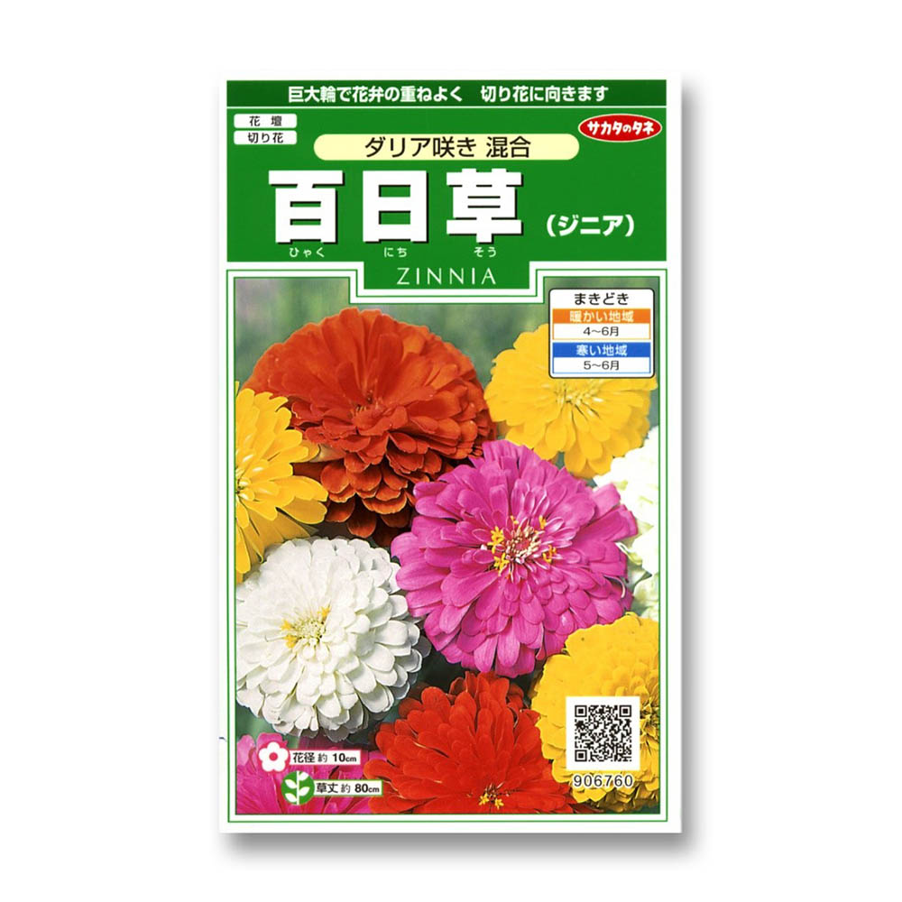 百日草_ダリア咲き混合　春秋兼用