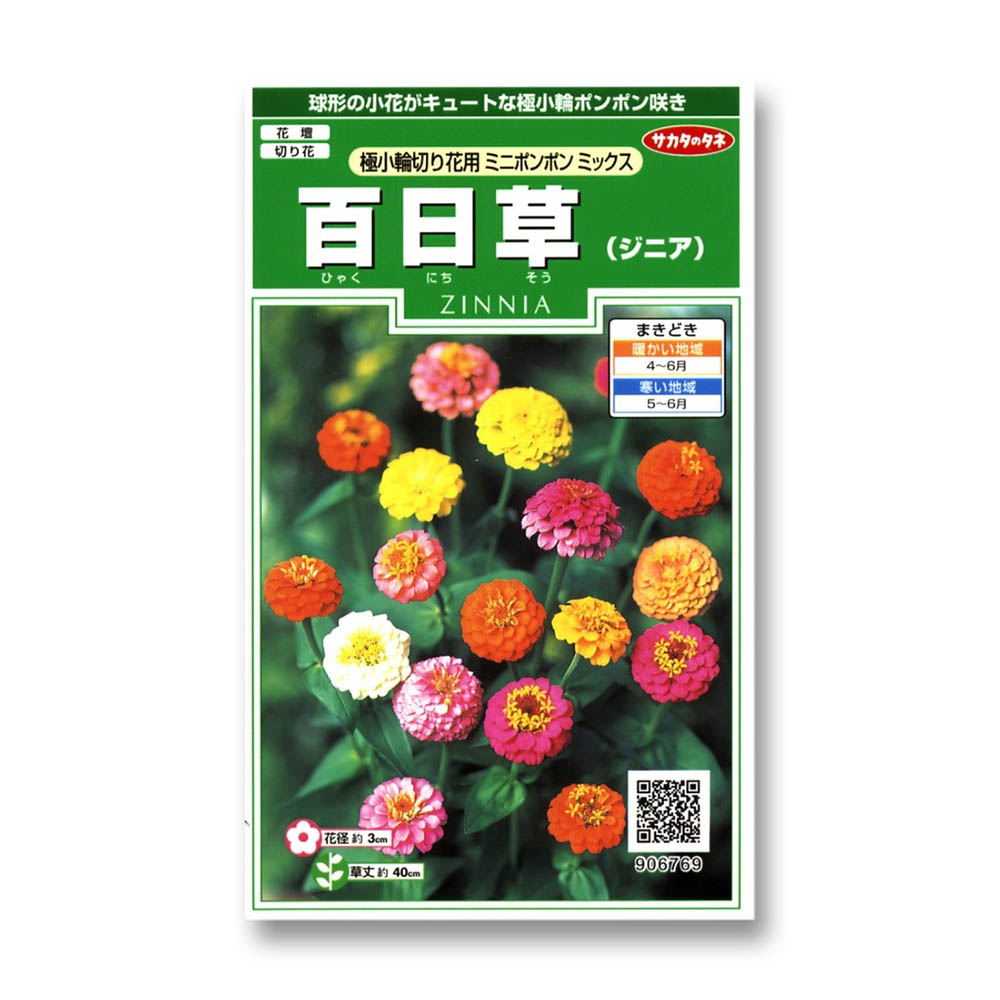 百日草_ミニポンポンミックス　春秋兼用