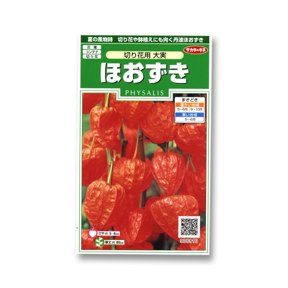 ほおずき_切り花用大実　春秋兼用