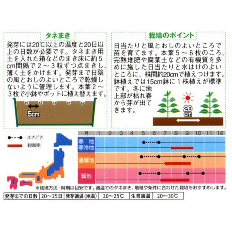 ほおずき_切り花用大実　春秋兼用