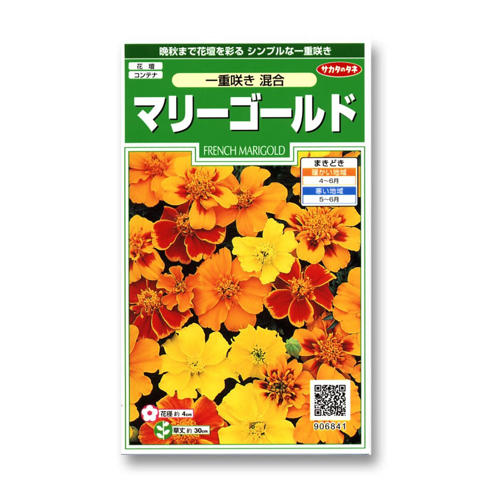 マリーゴールド_一重咲き混合　春秋兼用