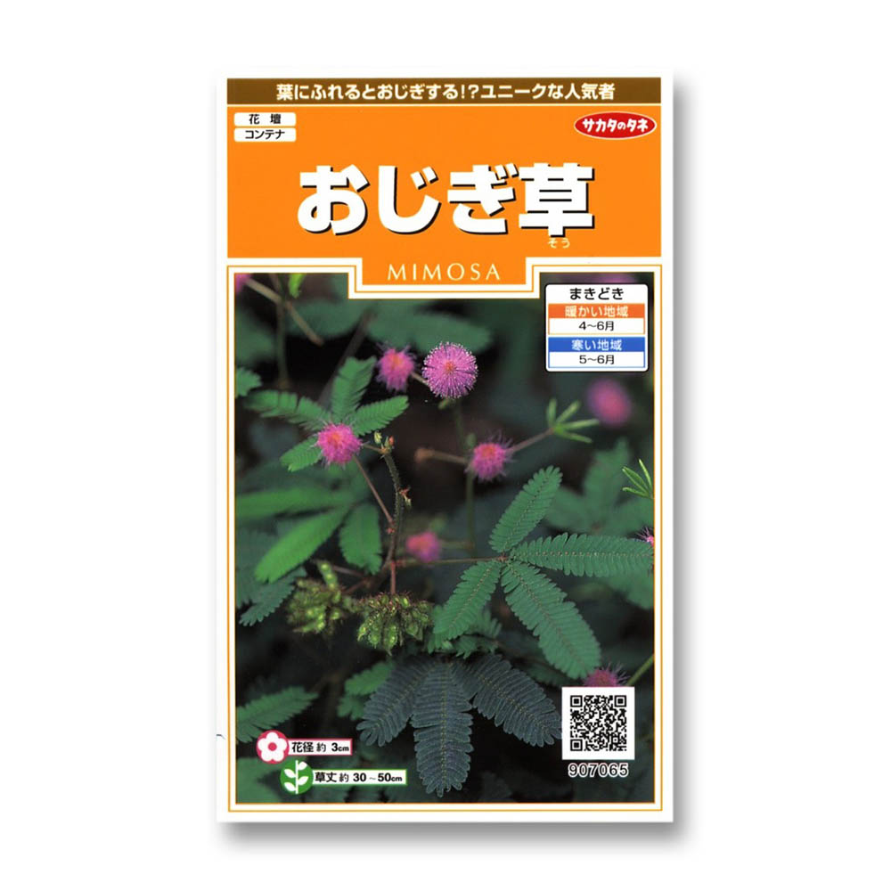おじぎ草　春秋兼用