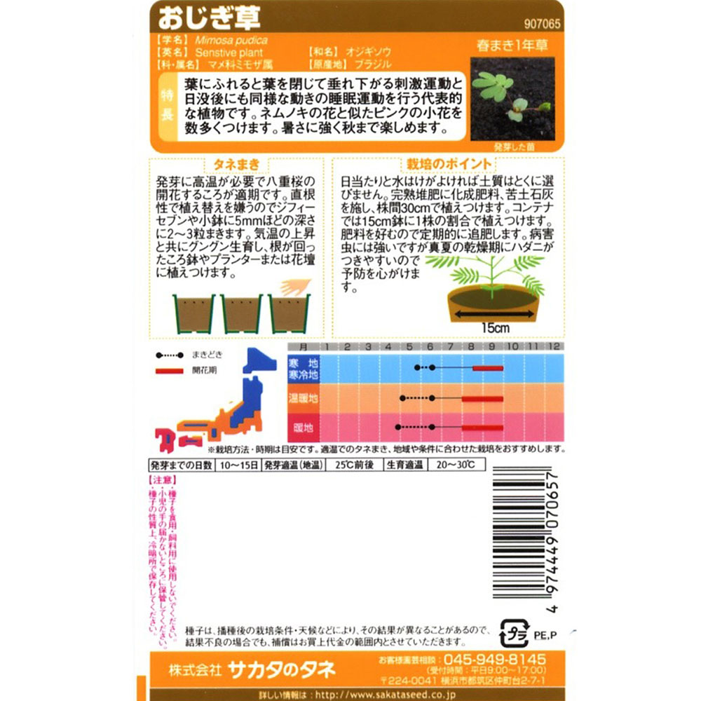 おじぎ草　春秋兼用