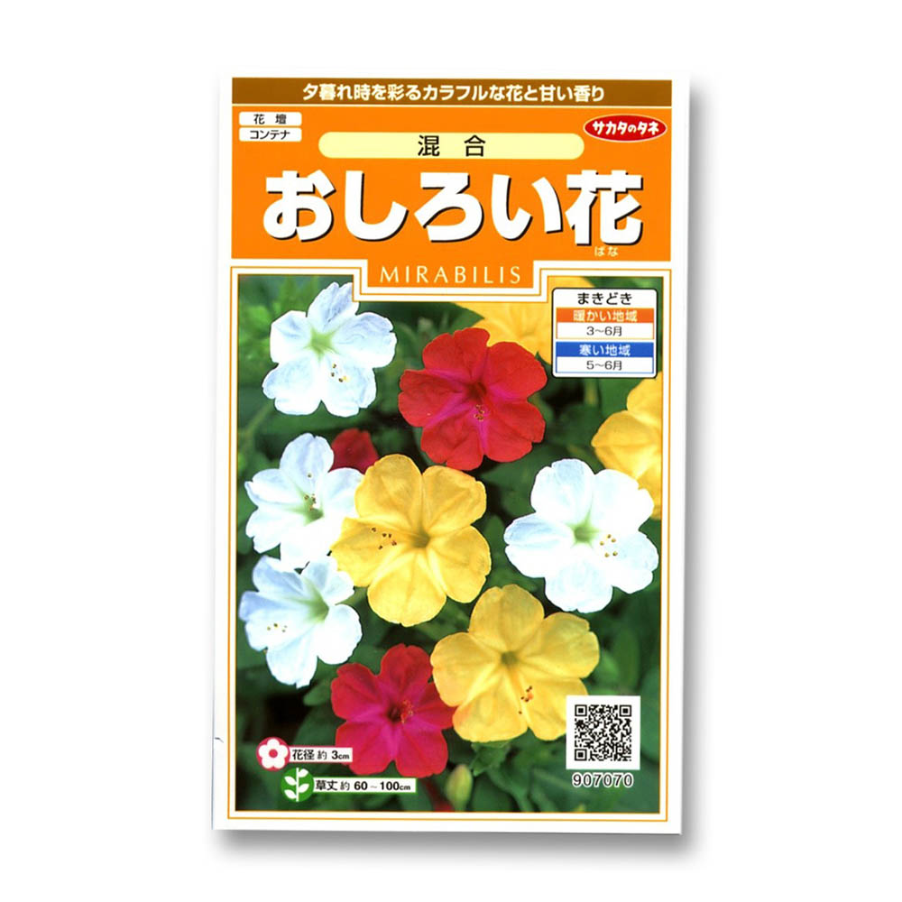 おしろい花 混合　春秋兼用