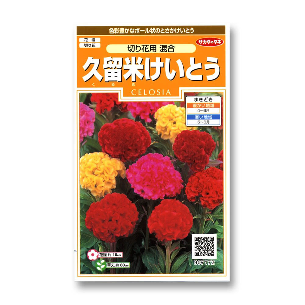 久留米けいとう_切り花用混合　春秋兼用