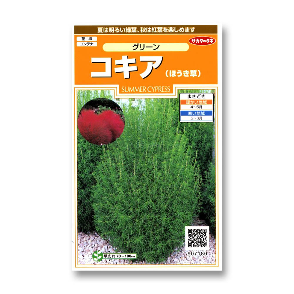 コキア (ほうき草)_グリーン　春秋兼用