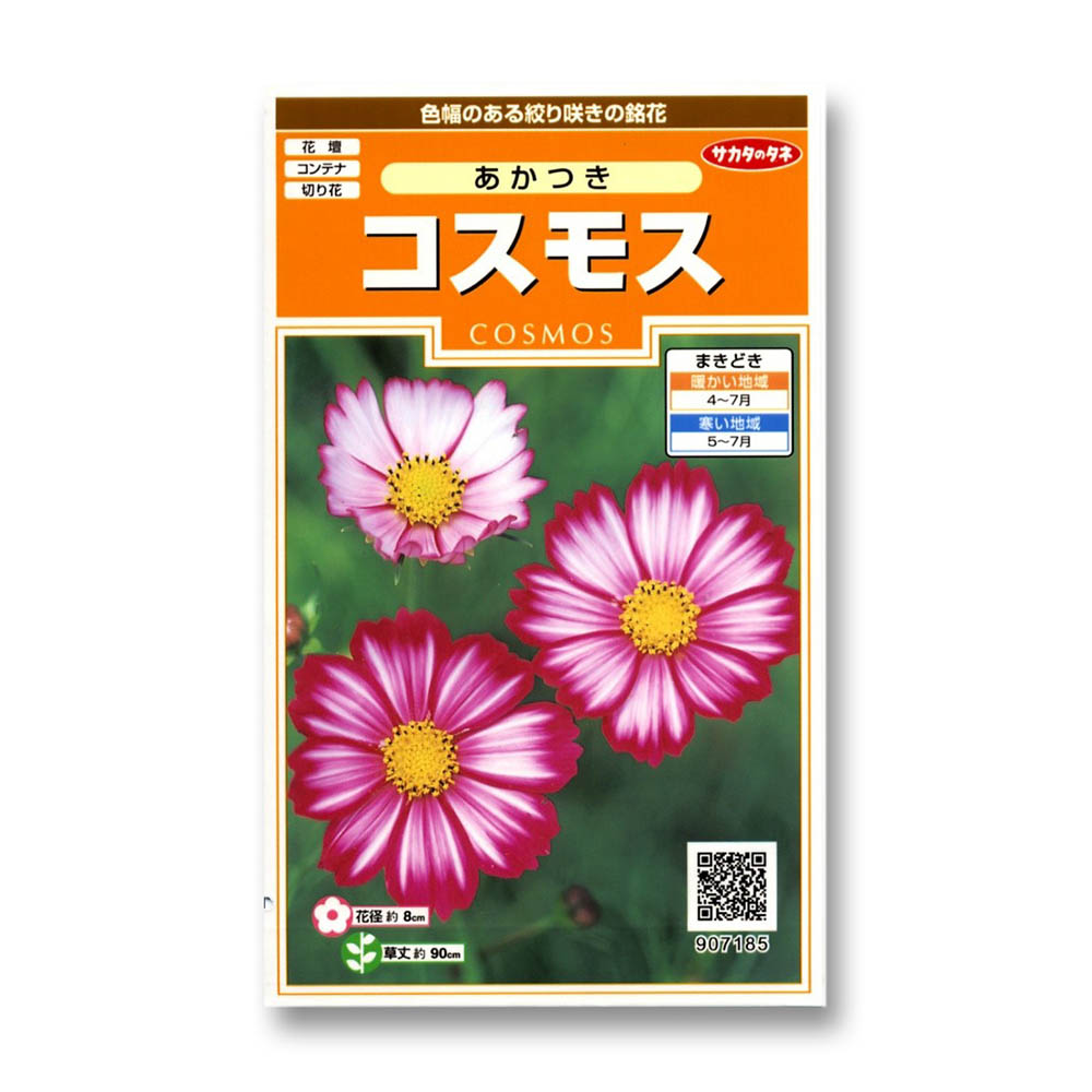 コスモス_あかつき　春秋兼用