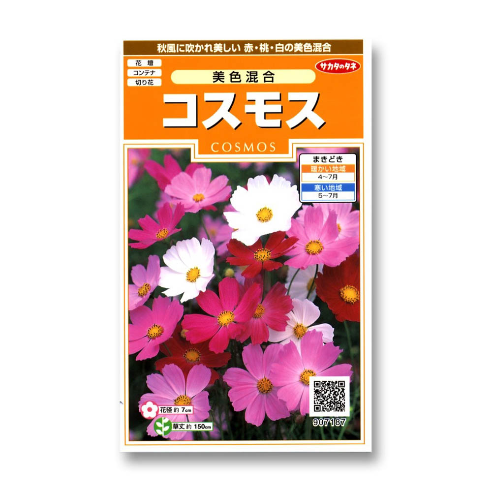 コスモス_美色混合　春秋兼用