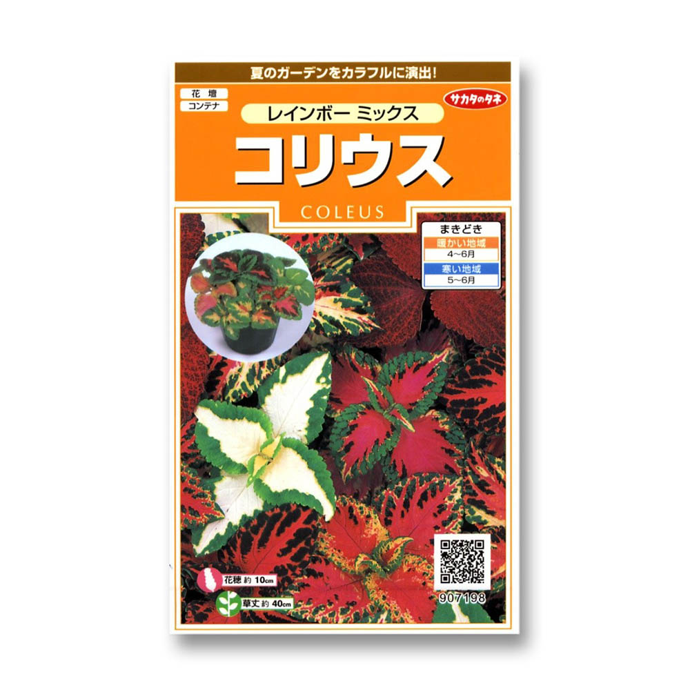 コリウス_レインボーミックス　春秋兼用