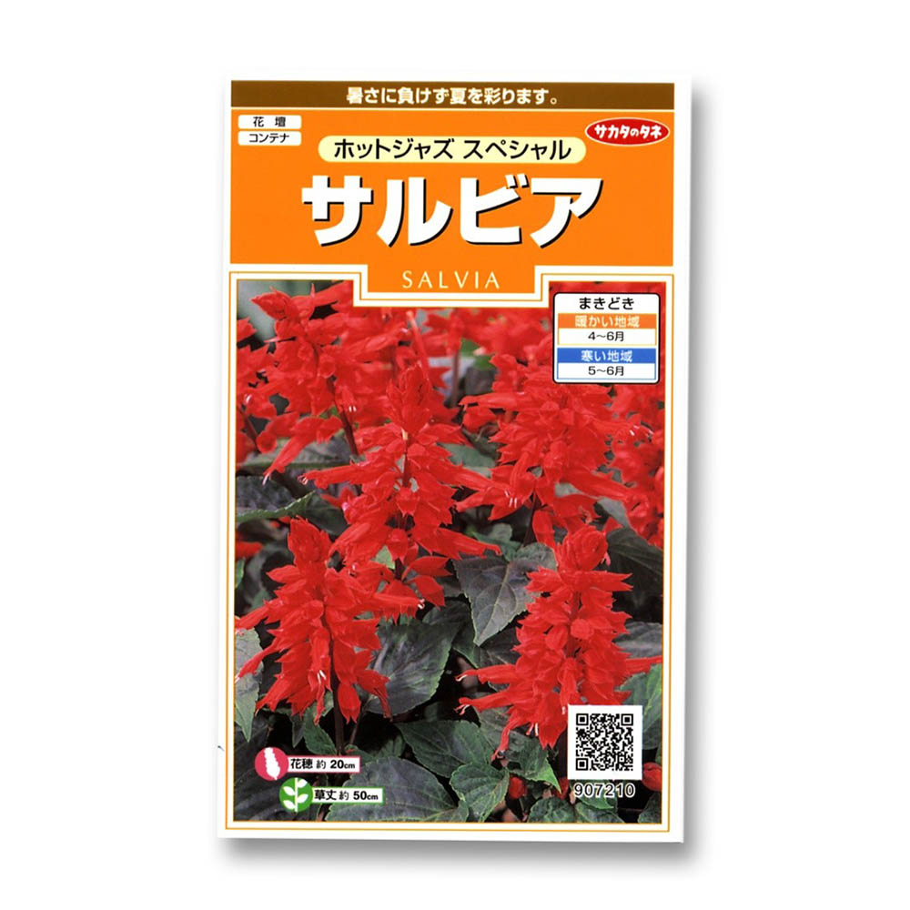 サルビア_ホットジャズ スペシャル　春秋兼用