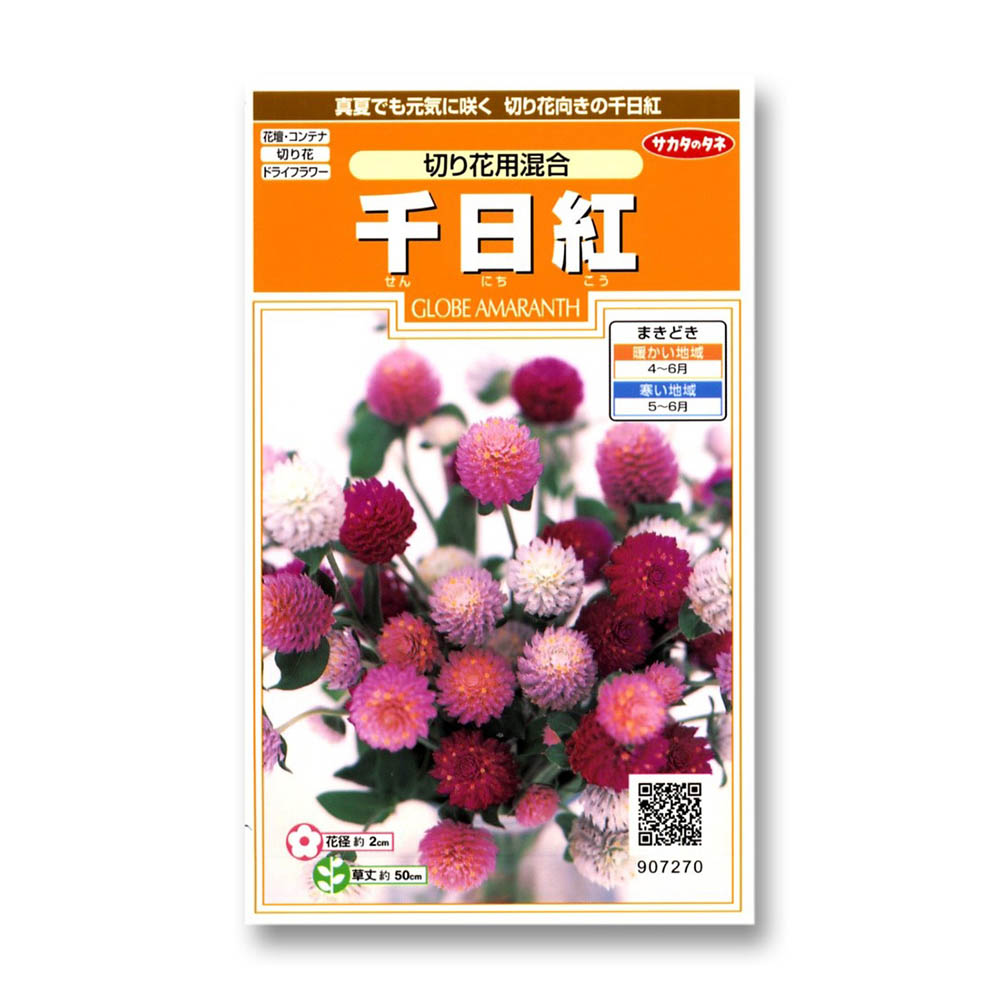 千日紅_切花用混合　春秋兼用