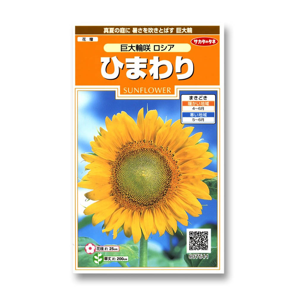 ひまわり_巨大輪咲ロシア　春秋兼用
