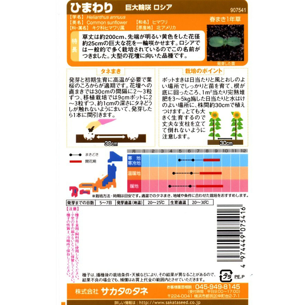 ひまわり_巨大輪咲ロシア　春秋兼用