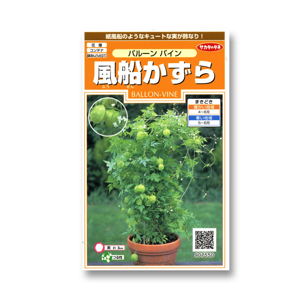 風船かずら_バルーンバイン　春秋兼用