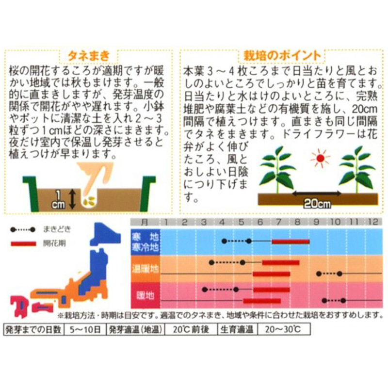 べにばな_カルムタス　春秋兼用