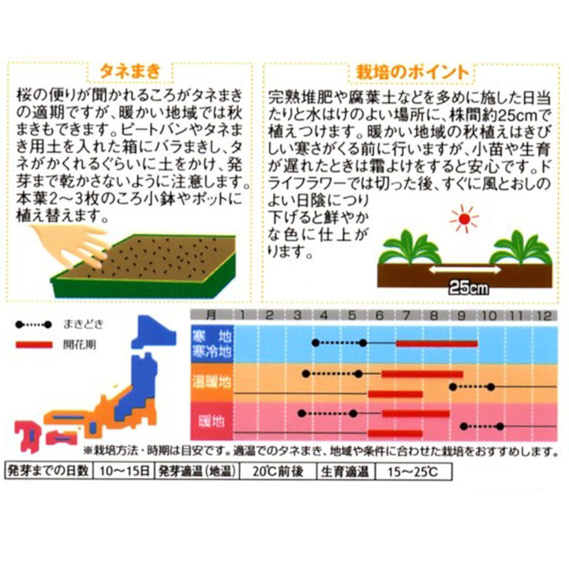 ヘリクリサム_帝王貝細工_モンストローサ　春秋兼用