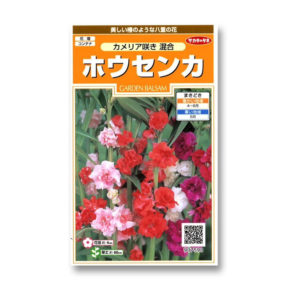 ホウセンカ_カメリア咲き混合　春まき
