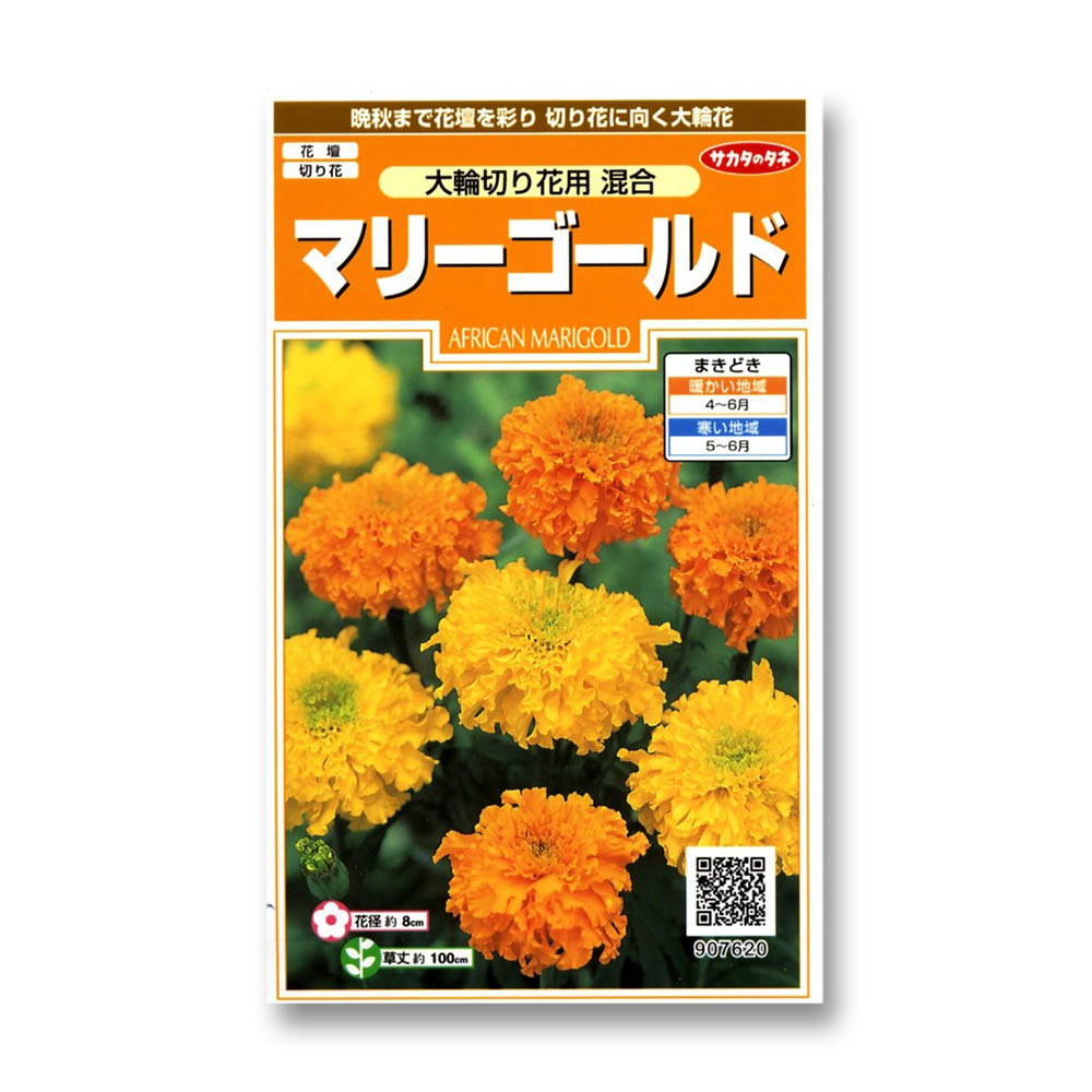 マリーゴールド_大輪切り花用混合　春まき