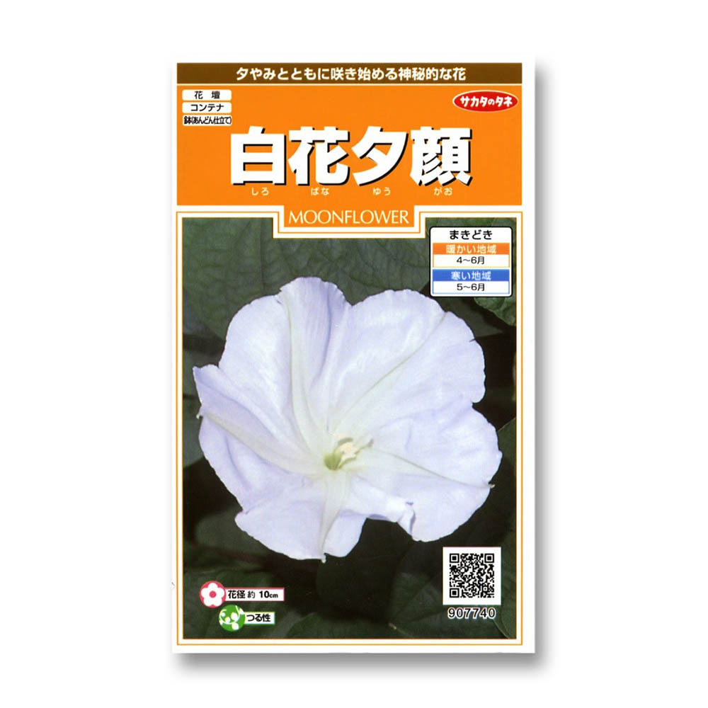 夕顔_白花夕顔　春まき