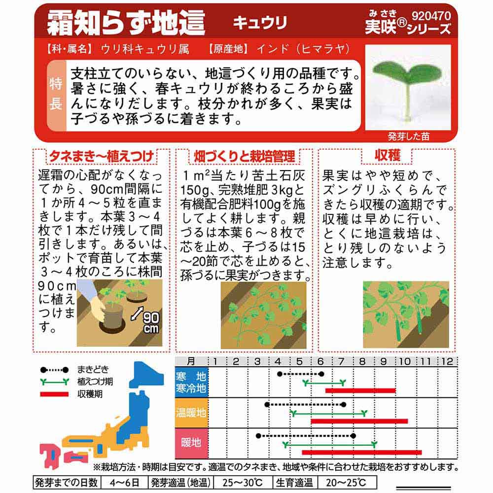 キュウリ_霜知らず地這　春秋兼用