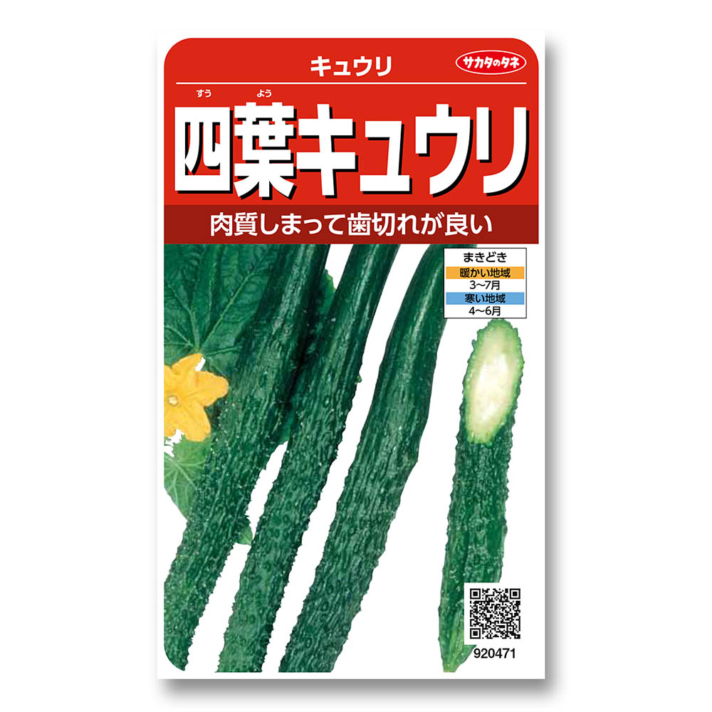 キュウリ_四葉　春まき