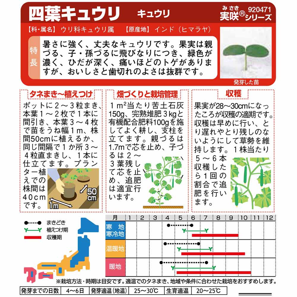 キュウリ_四葉　春まき