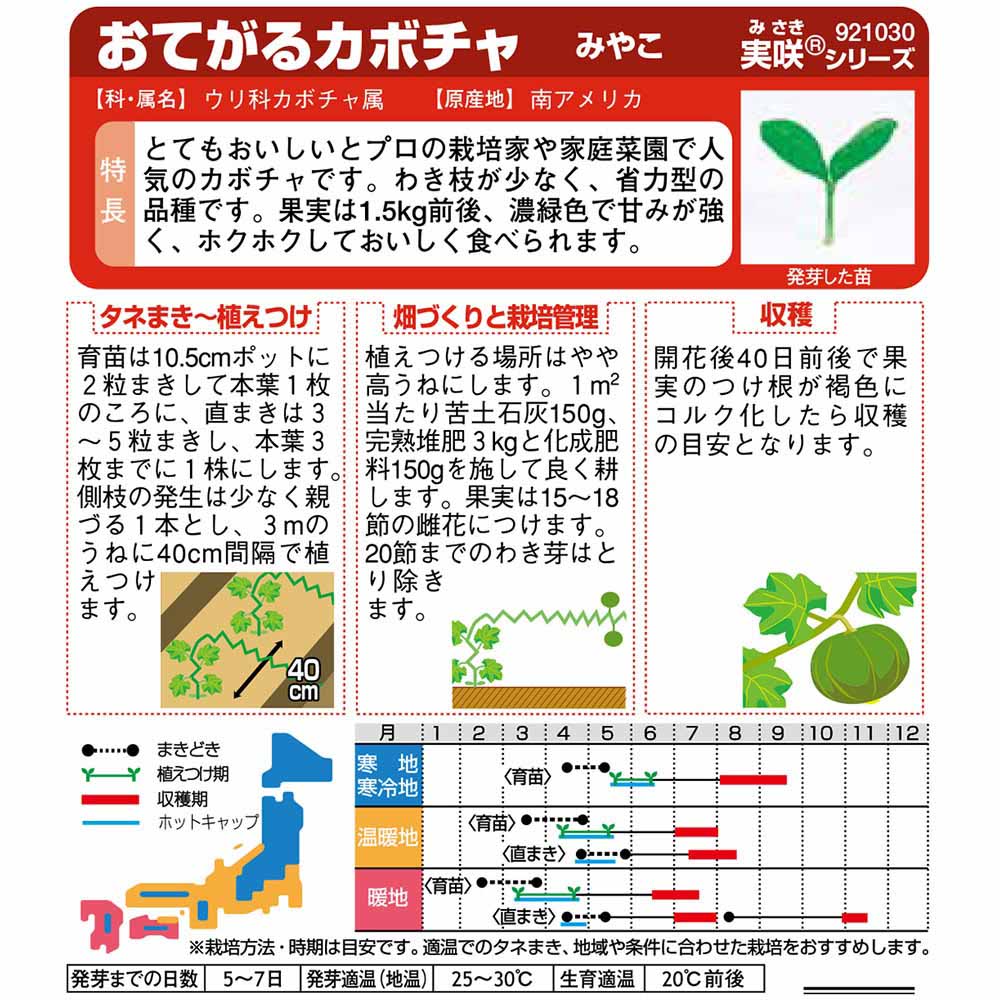 カボチャ_みやこ　春まき