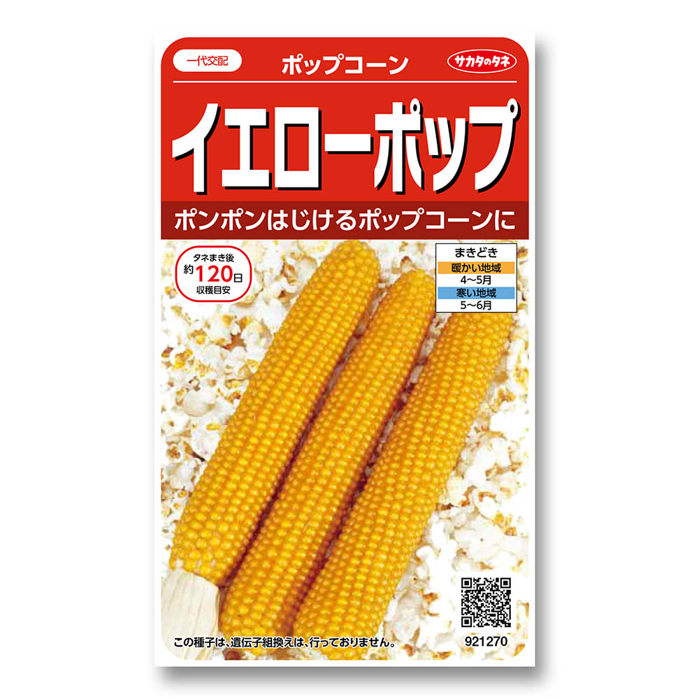 コーン_ポップコーン_イエローポップ　春まき