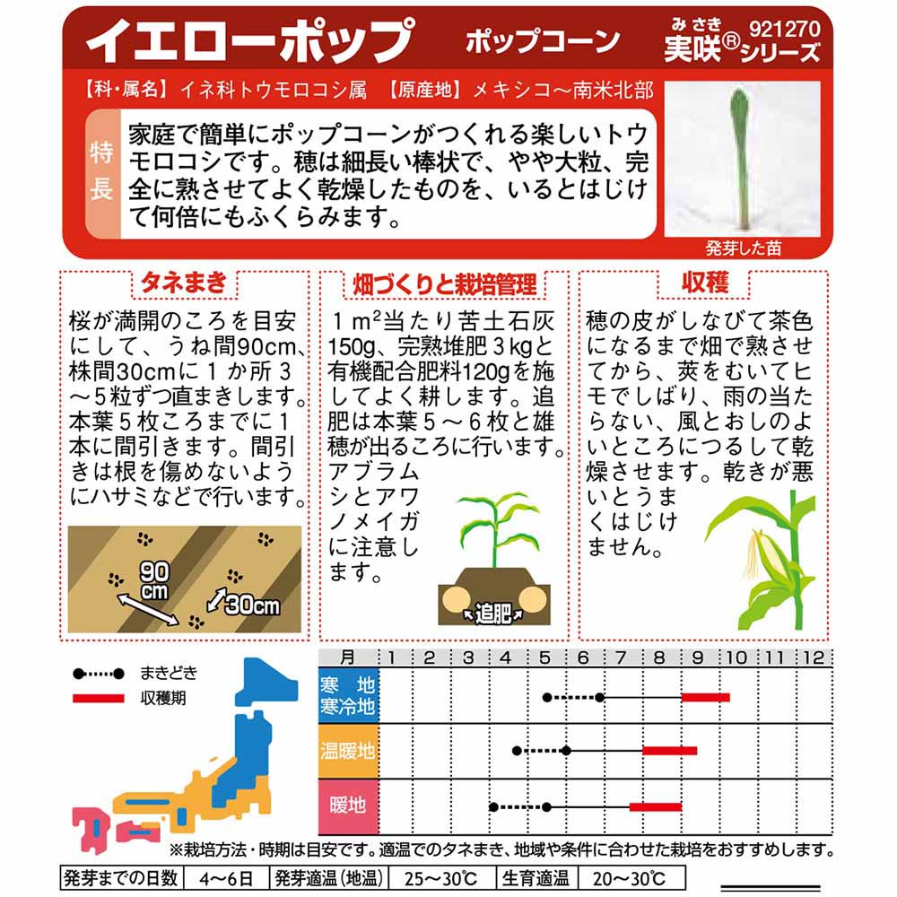コーン_ポップコーン_イエローポップ　春まき