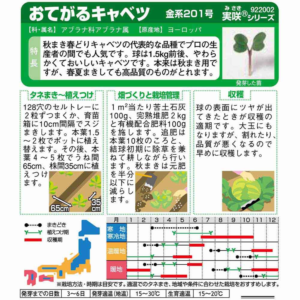キャベツ_金系201号　春秋兼用