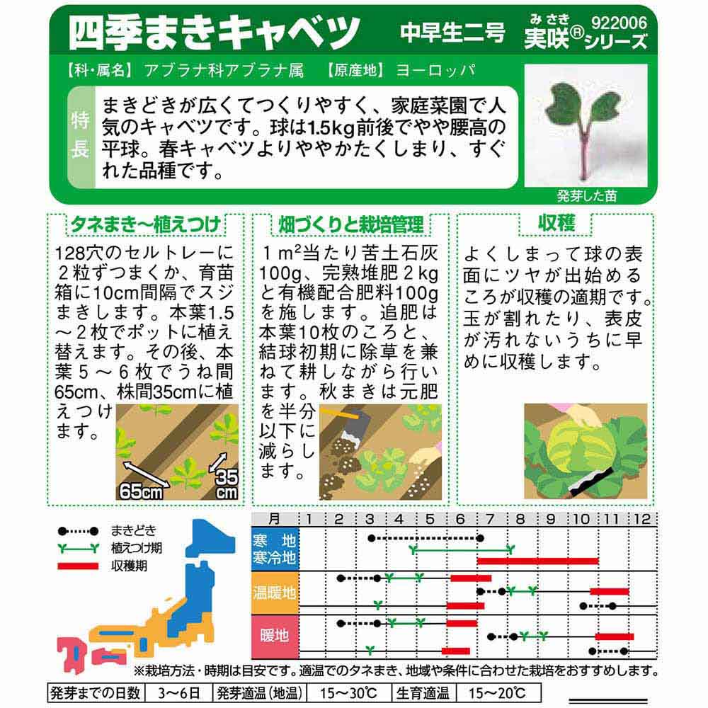 キャベツ_四季まきキャベツ_中早生二号　春秋兼用