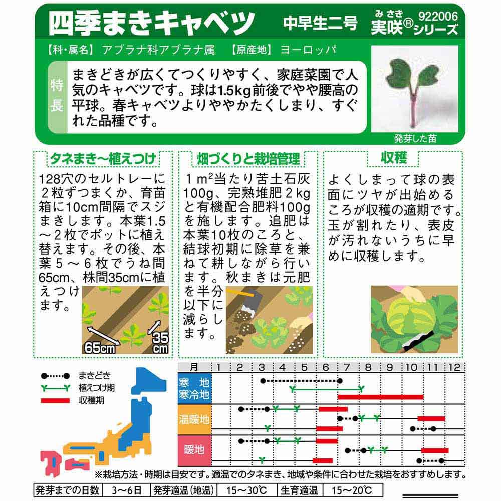 キャベツ_四季まきキャベツ_中早生二号